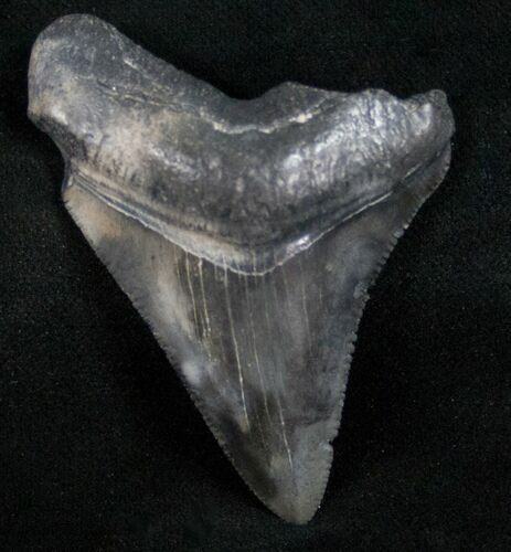 Serrated Megalodon Tooth - Georgia River #10987